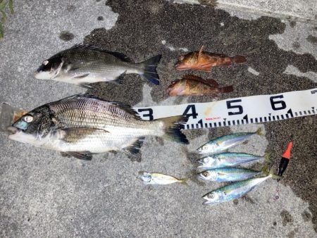 お盆明け短時間チヌ狙い