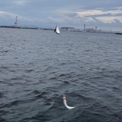 シーサイドコスモ調査