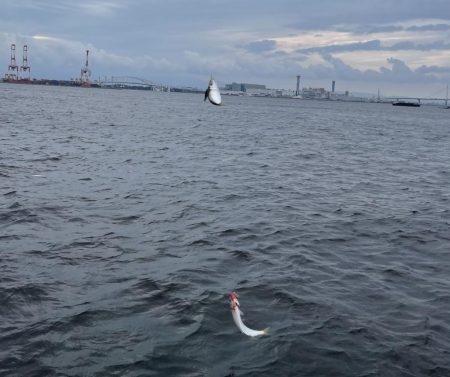 シーサイドコスモ調査