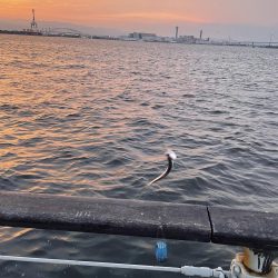 シーサイドコスモ、タコ調査