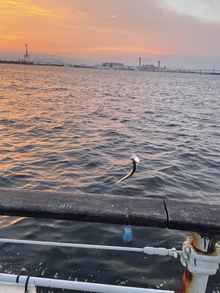 シーサイドコスモ、タコ調査