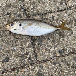 シーサイドコスモ調査