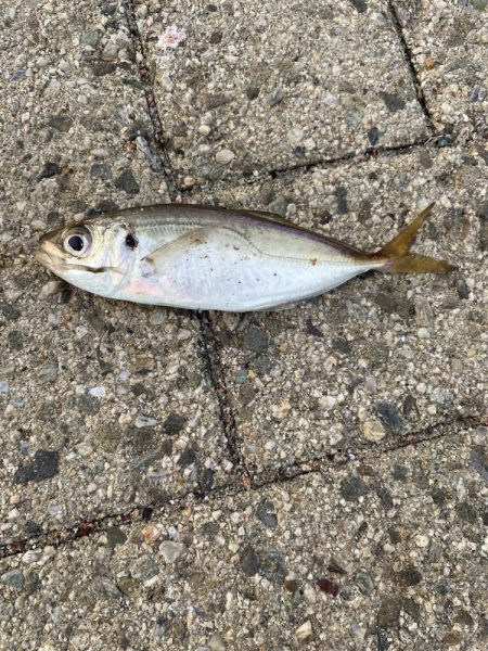 シーサイドコスモ調査