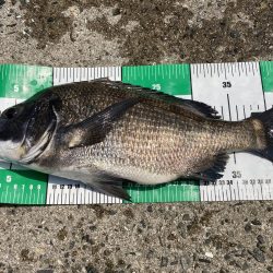 フジツボ•カニで2枚