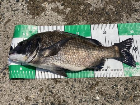 フジツボ•カニで2枚