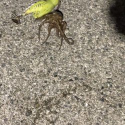 初めてのサイズ！