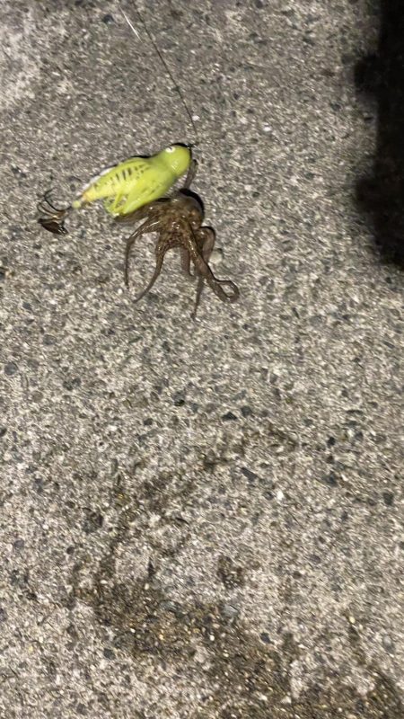 初めてのサイズ！