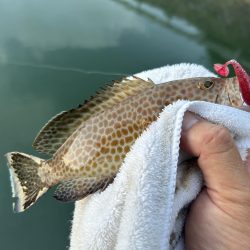 メッキサイズアップ!