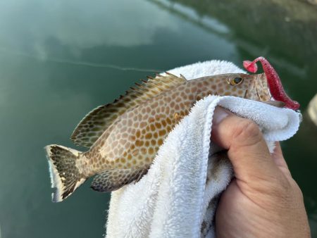 メッキサイズアップ!