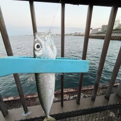 アジしか勝たん