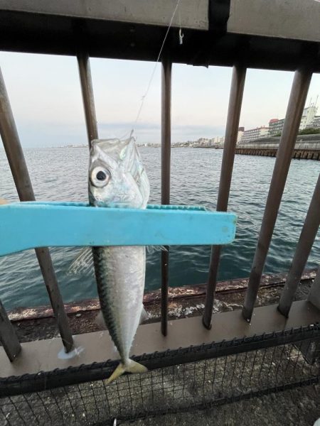 アジしか勝たん