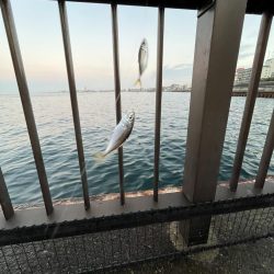 アジしか勝たん②