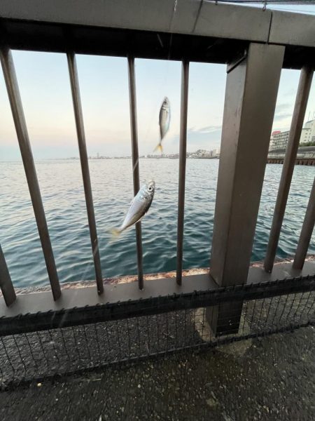 アジしか勝たん②