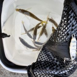 久しぶりの太刀