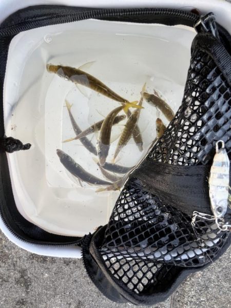 久しぶりの太刀