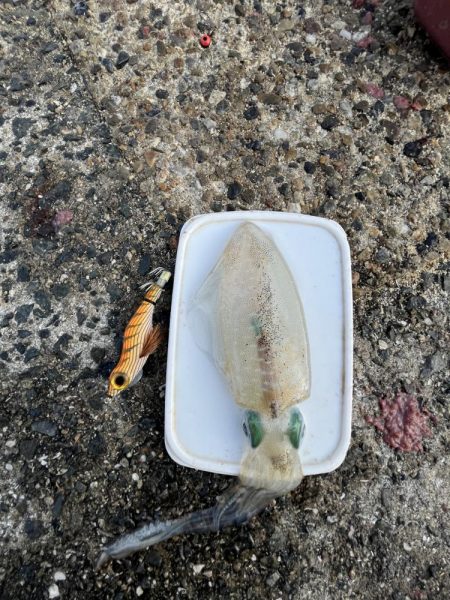 イカ調査成功！？