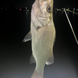 宮崎港での釣果