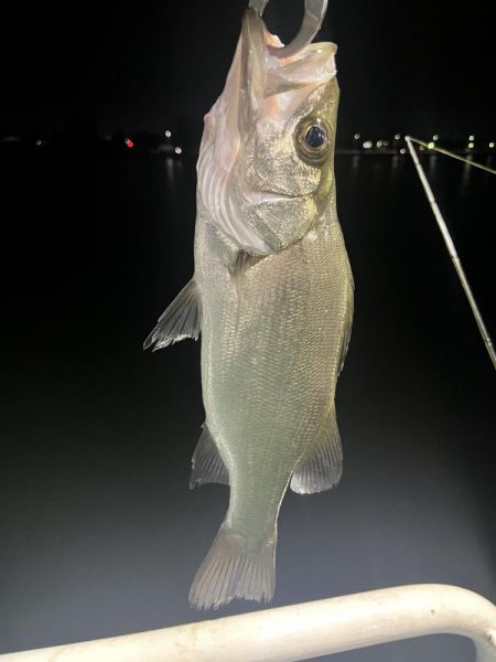 宮崎港での釣果