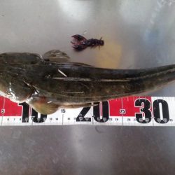 釣れると思ってなかったけど・・・・。