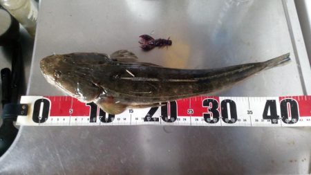 釣れると思ってなかったけど・・・・。