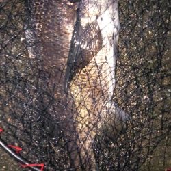 夏チヌ元気やね