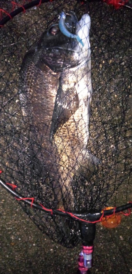 夏チヌ元気やね