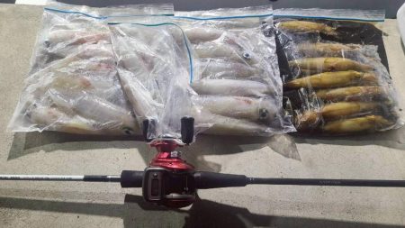 和歌山県白浜沖でイカメタル