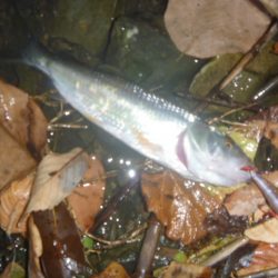 一庫ダム釣行 8月4日