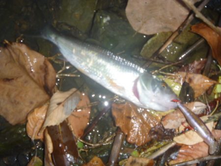 一庫ダム釣行 8月4日