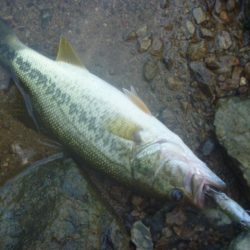 8月5日　一庫ダム釣行