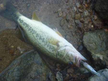 8月5日　一庫ダム釣行