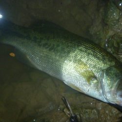 スピナーベイトでバス釣り