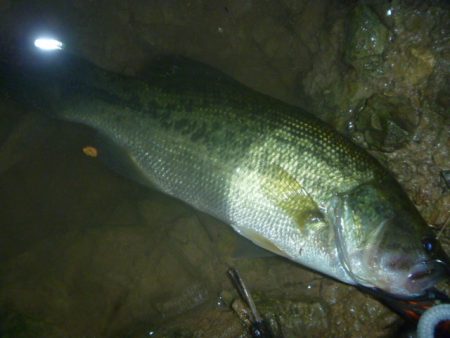 スピナーベイトでバス釣り