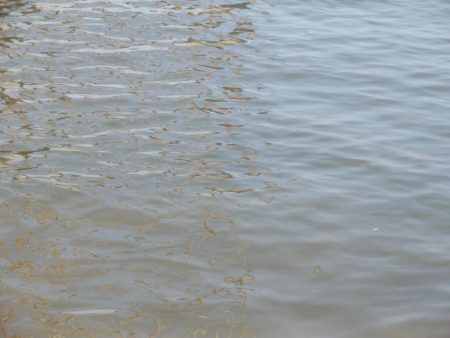 淀川チニング‼キビレ⁉