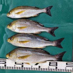 イサキが食べたいぞ！