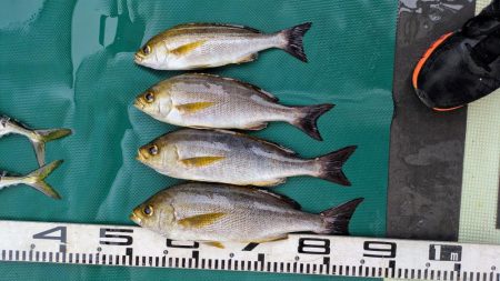 イサキが食べたいぞ！