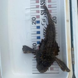 オニオコゼとキジハタ