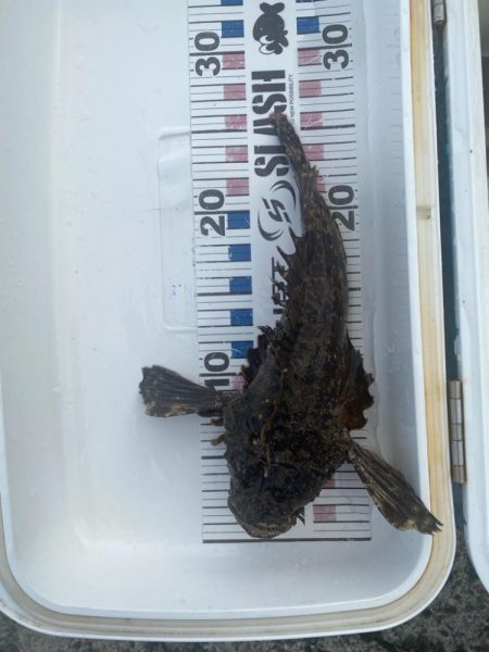 オニオコゼとキジハタ