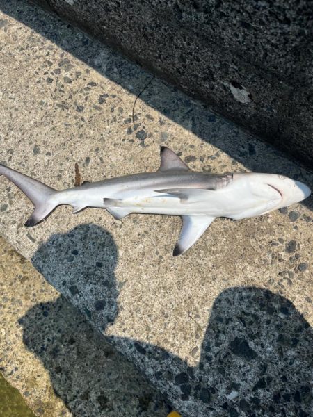 いろいろ釣れました。