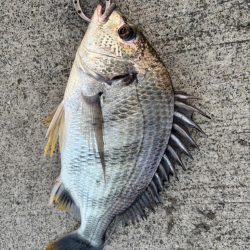 エビ撒きでチヌ好調です