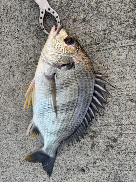 エビ撒きでチヌ好調です