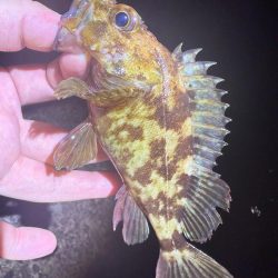 夜な夜なガシリング無双