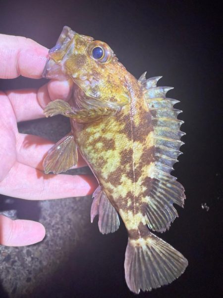 夜な夜なガシリング無双