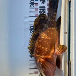 今年初のツバスと根魚