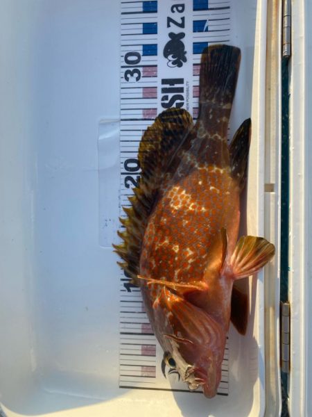 今年初のツバスと根魚