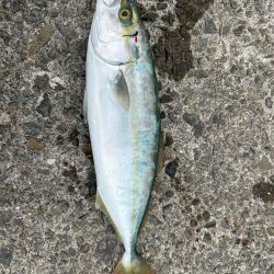 シオ、ツバス、イトヒキアジ