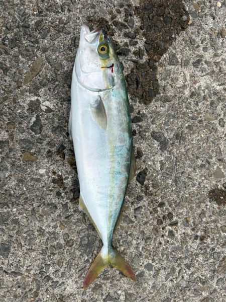 シオ、ツバス、イトヒキアジ