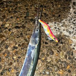 タコ、ダツ⁉️