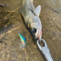 デイゲームシーバスへ