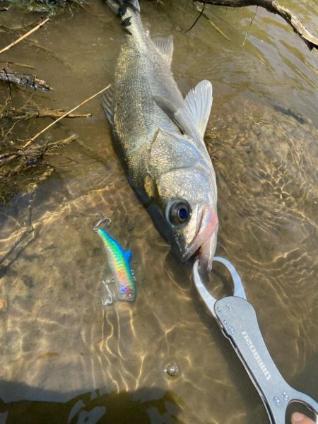 デイゲームシーバスへ